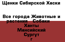 Щенки Сибирской Хаски - Все города Животные и растения » Собаки   . Ханты-Мансийский,Сургут г.